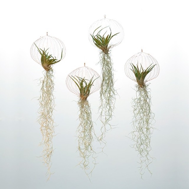 10986064_1414739828833739_206913609_n