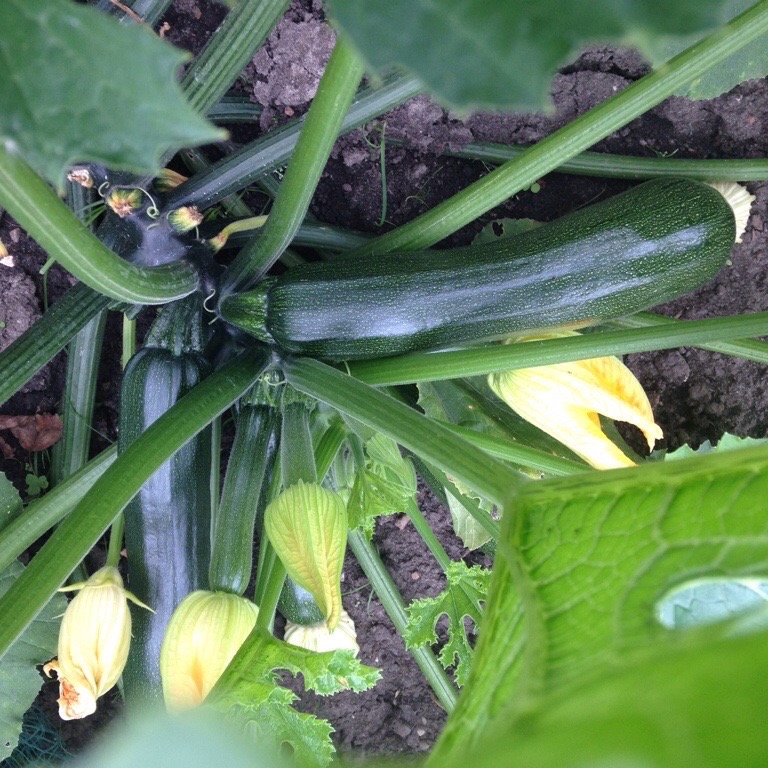 20140726-002701-1621533