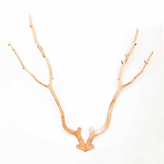 Geweldig Gewei IMG_5386