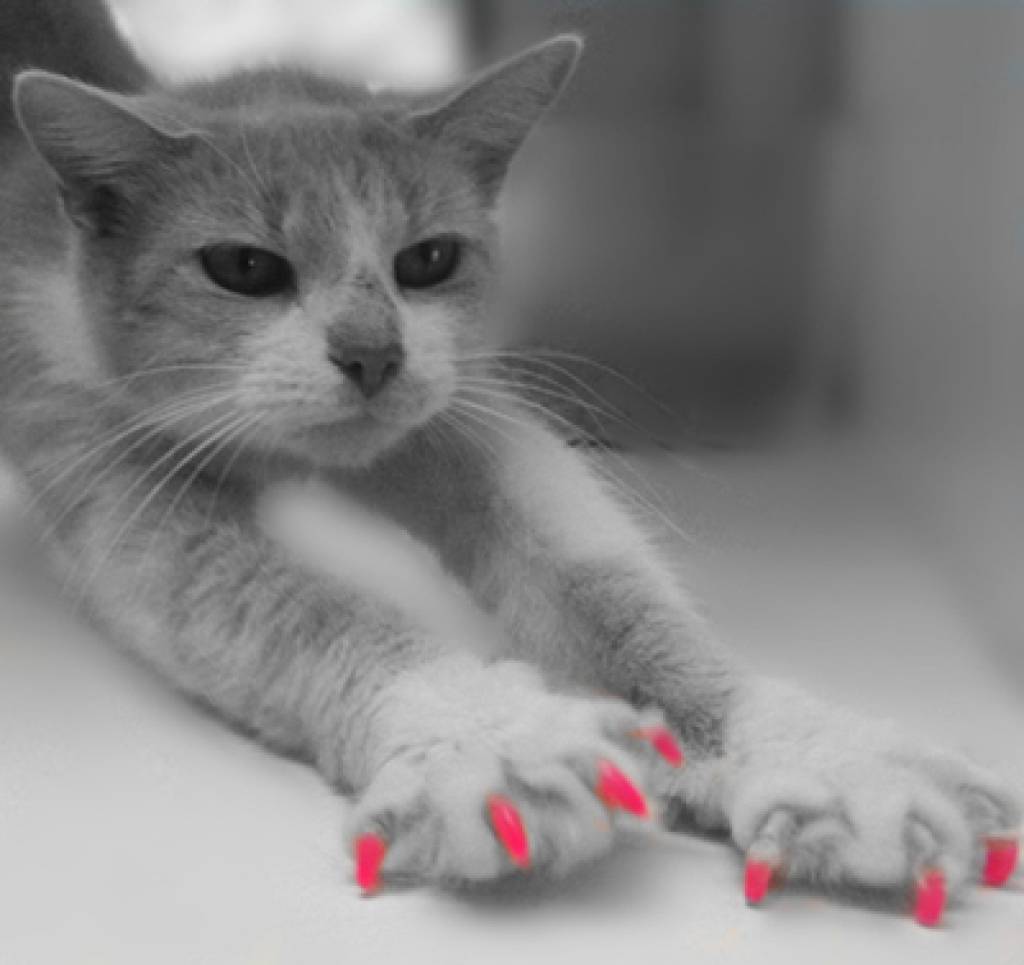 soft-claws-nagel-hoesjes-klauwbeschermers-set