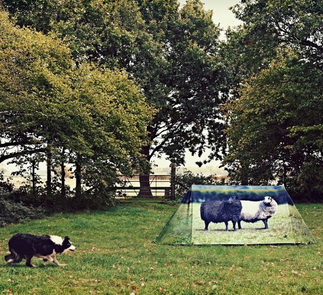 009_Schaf_auf_der_Wiese_mit_Hund