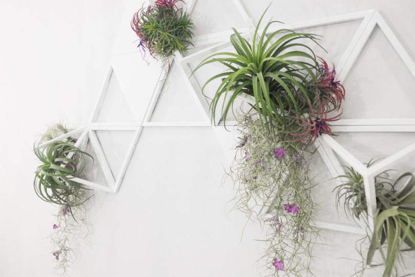 Modular-Air-Planter-Moana-3-810x540