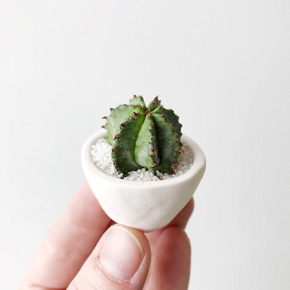 roomed-micro-cactus2.jpeg